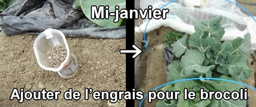 La fertilisation du brocoli a été faite à la mi-janvier