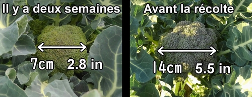 La tête de brocoli fait environ 14cm (5.5 inches)