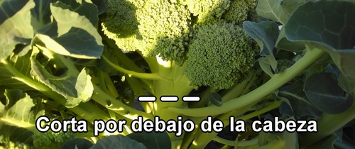 El brócoli se cosecha cortando por debajo de la cabeza