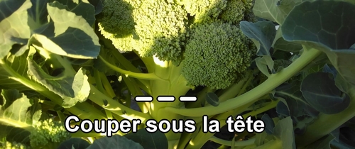 Le brocoli se récolte en coupant sous la tête
