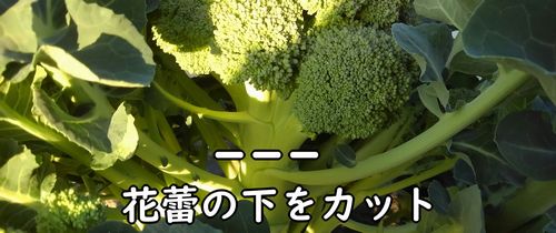 ブロッコリーは、頂花蕾の下をカットして収穫