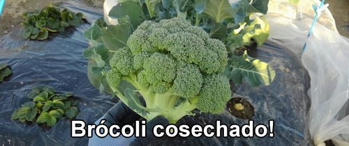 Brócoli cosechado
