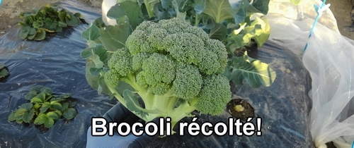 Brocoli récolté