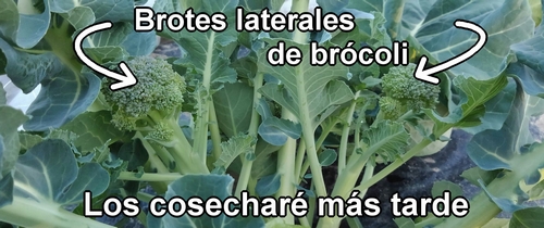 Brotes laterales de brócoli