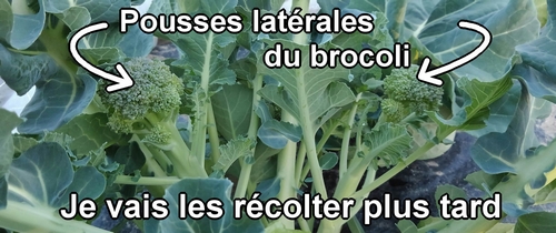 Pousses latérales du brocoli