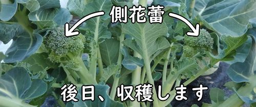 ブロッコリーの側花蕾