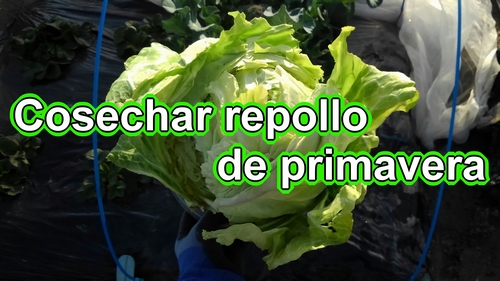 Cosechar repollo de primavera (Tiempo de maduración del repollo de primavera)