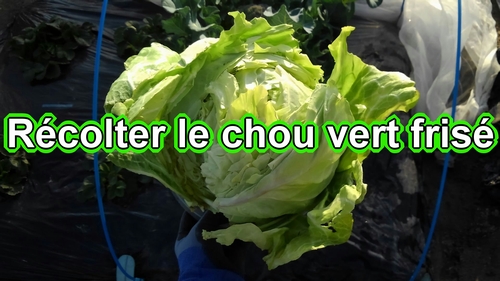 Récolter le chou vert frisé de printemps (Temps de maturité du chou vert frisé de printemps)