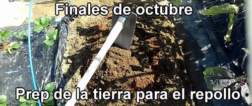 Preparar la tierra para cultivar repollo (col repollo) de primavera