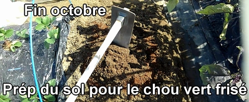 Préparer le sol pour cultiver le chou vert frisé (chou cabus) de printemps