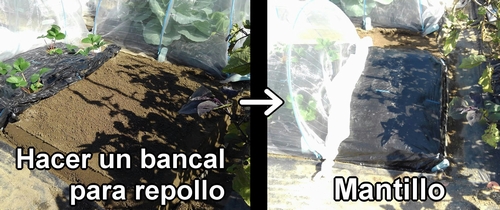 Crear un bancal para repollo (col repollo) de primavera y poner mantillo