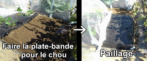 Préparer la plate-bande pour le chou vert frisé (chou cabus) de printemps et faire du paillage