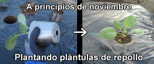 Plantando plántulas de repollo de primavera (Plantar repollo de primavera es adecuado en noviembre)