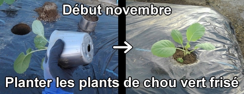 Planter les plants de chou vert frisé de printemps (Planter le chou vert frisé de printemps est bien en novembre)