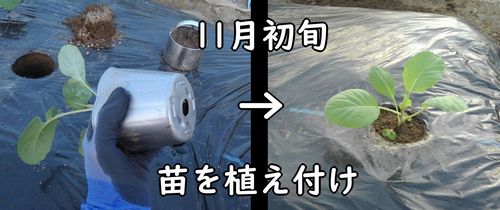 春キャベツ（味春キャベツ）の苗の植え付け時期は、11月初旬でした