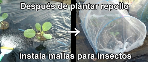 Después de plantar repollo (col repollo) de primavera, instala mallas para insectos