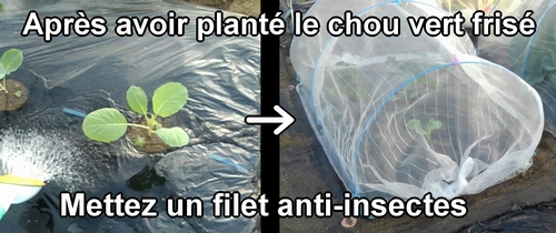 Après avoir planté le chou vert frisé (chou cabus) de printemps, mettez un filet anti-insectes