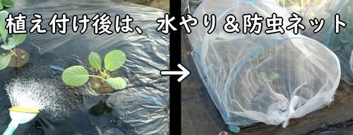 春キャベツを植え付けた後は、防虫ネットを設置