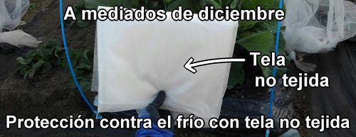 La tela no tejida usada para proteger el repollo (col repollo) de primavera en invierno