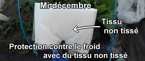 Le tissu non tissé utilisé pour l’hivernage du chou vert frisé (chou cabus) de printemps