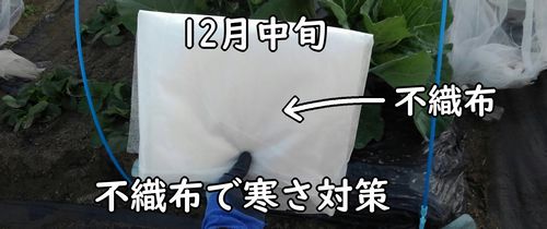 春キャベツの冬越し準備に使う不織布