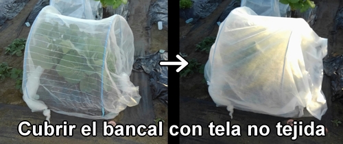 Cubrir el bancal de repollo (col repollo) de primavera con tela no tejida