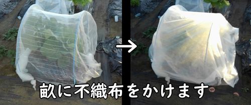 春キャベツの栽培区画に不織布をかける