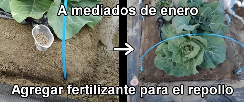 La fertilización del repollo (col repollo) de primavera se hizo a mediados de enero