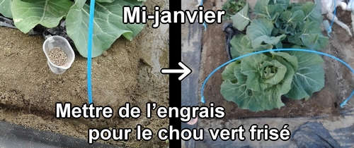 La fertilisation du chou vert frisé (chou cabus) de printemps a été faite mi-janvier