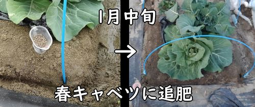 春キャベツ（味春キャベツ）の追肥は1月中旬