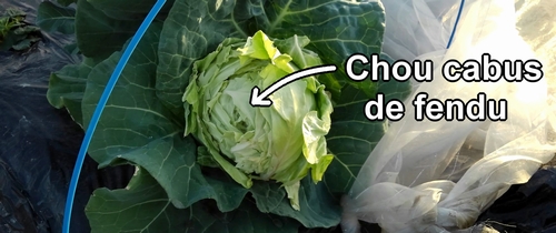 Chou vert frisé (chou cabus) de printemps fendu