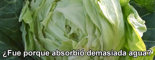 La causa de que el repollo (col repollo) de primavera se abra puede ser la lluvia