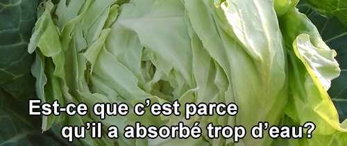 La pluie peut être la cause des choux verts frisés (chou cabus) de printemps fendus