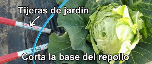 Corta la base del repollo (col repollo) de primavera con tijeras de jardín