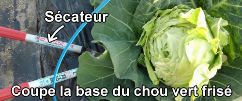 Coupe la base du chou vert frisé (chou cabus) de printemps avec des ciseaux de jardinage