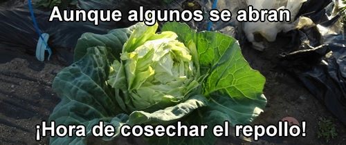 El repollo (col repollo) de primavera cosechado