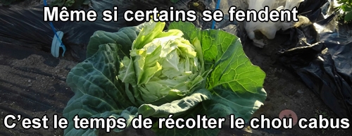 Le chou vert frisé (chou cabus) de printemps récolté