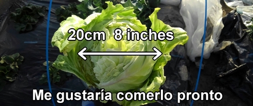 El repollo (col repollo) de primavera cosechado tiene un diámetro de unos 20cm (8 inches)