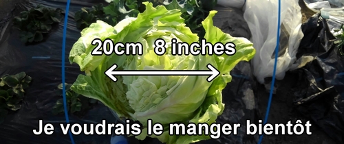 Le chou vert frisé (chou cabus) de printemps récolté a un diamètre d’environ 20cm (8 inches)