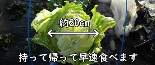 とれた春キャベツの直径は約20cm