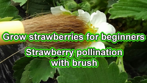 How to pollinate strawberries (Hand pollination of Japanese strawberries)