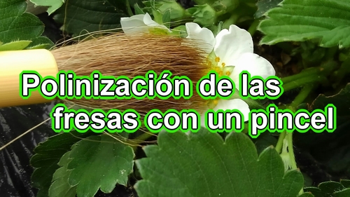 Cómo polinizar las fresas (Polinización manual de las fresas japonesas)