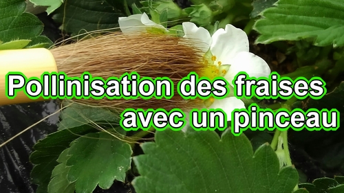 Comment polliniser les fraises (Pollinisation manuelle des fraises japonaises)