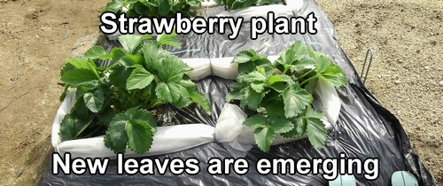 Strawberry plant (Japanese Houkou-wase strawberries)