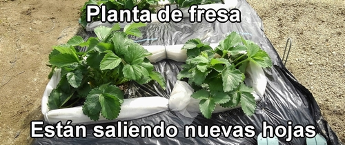Planta de fresa (fresas japonesas Houkou-wase)