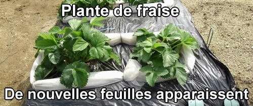 Plante de fraise (fraises japonaises Houkou-wase)