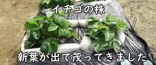 イチゴの育て方 人工受粉 有機栽培でおいしい野菜作り