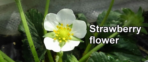 Strawberry flower