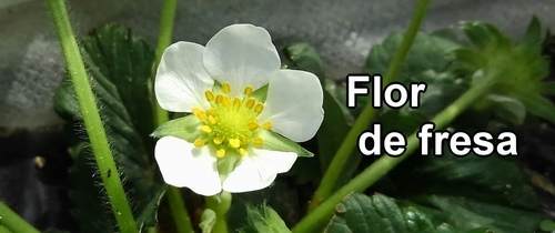 Flor de fresa (frutilla)