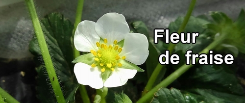 Fleur de fraise (fraisier)